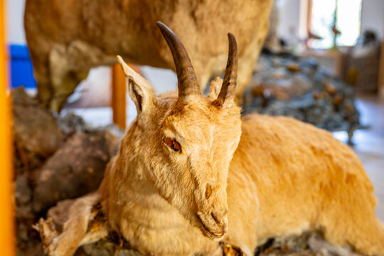 This item is a Bezoar Ibex shoulder mount, commonly featured in taxidermy collections.It is a male specimen characterized by its long, curved horns and distinctive beard.These mounts are often created