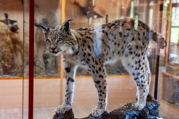 Obraz premium This image depicts a taxidermy specimen of a Eurasian lynx (Lynx lynx).The Eurasian lynx is a medium-sized cat native to European and Siberian forests, Central Asia, and the Himalayas.It is recognizab