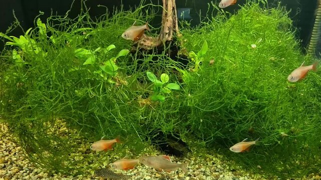 Flame tetra fish swimming in a freshwater aquarium with dense green Java moss, live aquatic plants, natural driftwood, and a pebble gravel substrate