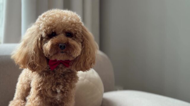 Apricot poodle portrait on sofa through calming home sequence