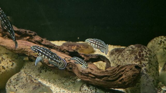 Julidochromis cichlid fish swimming around natural driftwood and smooth rocks in a freshwater aquarium tank setup with a fine sand substrate and dark background