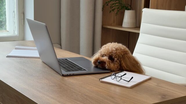 Small brown poodle companion at home office desk during settling and attention sequence