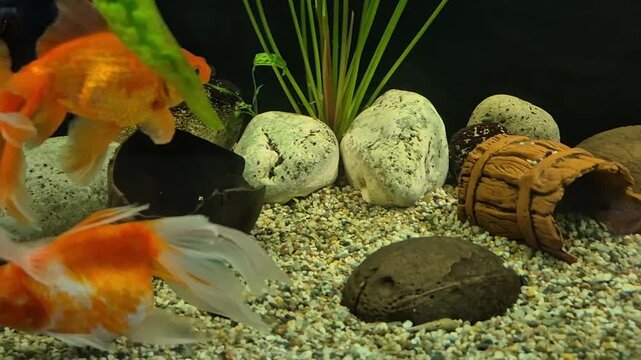 Bright orange and calico goldfish swimming in a freshwater aquarium tank decorated with smooth river stones, ceramic ornaments, and a fine gravel substrate