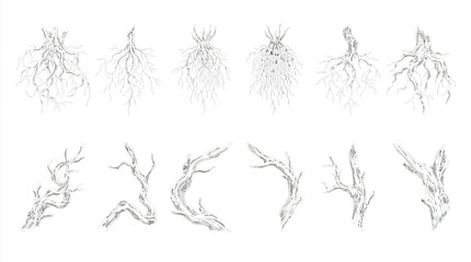 Detailed CAD collection of botanical root systems and gnarled branch sketches © Dileesha
