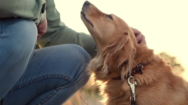 Owner holds paw and feeds red cocker spaniel dog sitting in evening park man owner teaches cocker spaniel dog trick in spring park man feeds friendly dog in sunset field on country weekend closeup