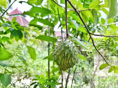 photo of soursop fruit or jackfruit or durian or Annona muricata L.