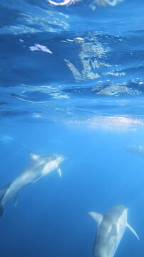 Slow motion video of a pod of common dolphins swimming through deep blue ocean water off the east coast of Australia.