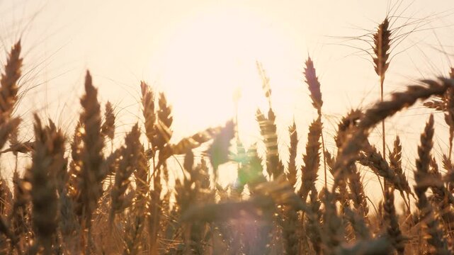 Ripe golden dry wheat countryside field with bright sun sunset sunrise sky natural scenery closeup. Yellow rye agriculture meadow mature grass stems with grain autumn seasonal harvest sunny scenery