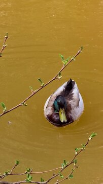 duck in the water