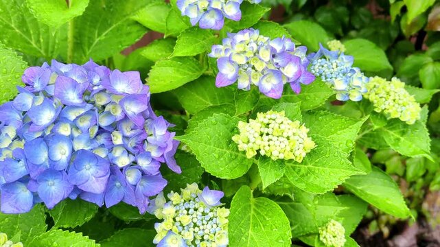 Blooming blue hydrangea flowers in the rain / 雨の中で咲く青い紫陽花