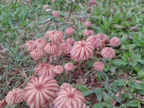 Marasmius siccus tropical mushrooms, and green grass isolated background. Beautiful small mushrooms on soil in village nature.  