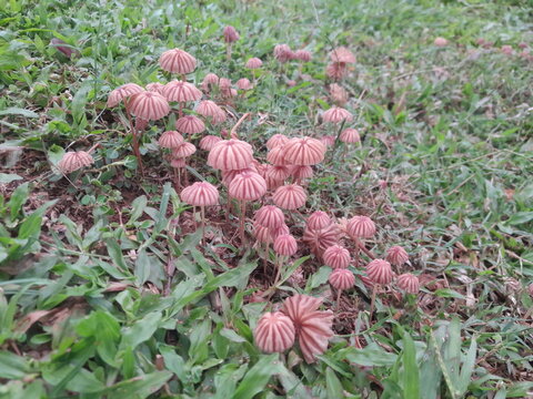 Marasmius siccus tropical mushrooms, and green grass isolated background. Beautiful small mushrooms on soil in village nature.  
