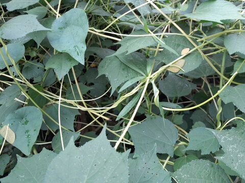 Dodder with wild cucumber, and Urena lobata plant leaves background. Cuscuta species botany in nature. Dodder medicinal harb plant in nature. 