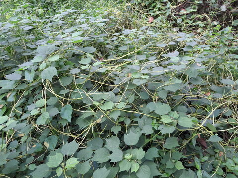 Dodder with wild cucumber, and Urena lobata plant leaves background. Cuscuta species botany in nature. Dodder medicinal harb plant in nature. 