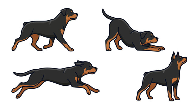 Set of Rottweiler dog poses showing different actions and movements.