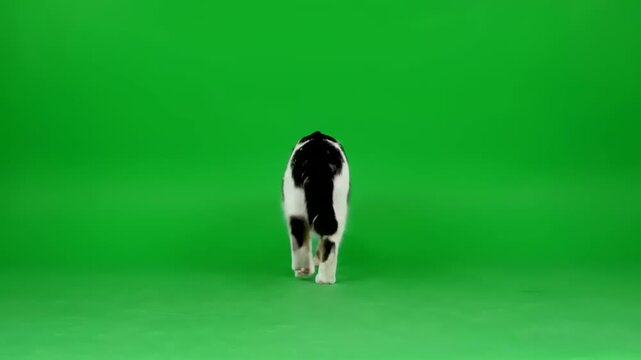Cute black and white baby calf standing on a bright green screen background for video editing