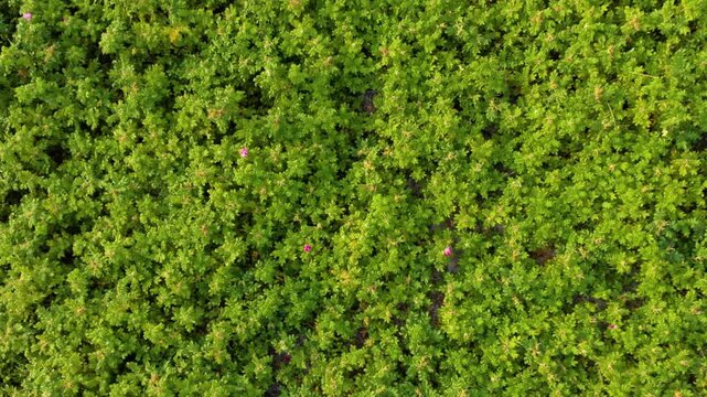 A high angle, close up shot of a dense, vibrant green carpet of moss and small ground cover plants, possibly liverworts or sphagnum moss, in a natural outdoor setting in Lithuania.