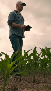 agriculture, farmer working corn field digital tablet, Digital advancement on farm, Tech in early corn crops, Crop management by tablet, Smart farming movement, New maize shoots, Rural field data