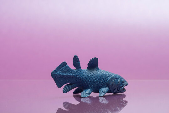 Coelacanth Toy Figure Photographed on Colored Background &mdash; Living Fossil Marine Life