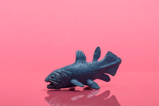 Coelacanth Toy Figure Photographed on Colored Background &mdash; Living Fossil Marine Life