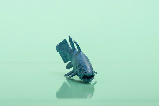 Coelacanth Toy Figure Photographed on Colored Background &mdash; Living Fossil Marine Life