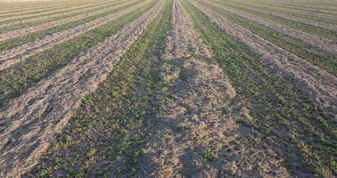 Top-down shot reveals organized crop planting lines