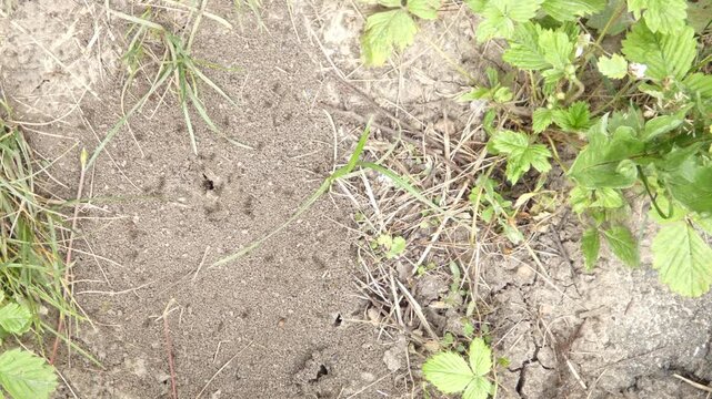 Small insects building nest on dry ground, wide shot, natural lighting, camera pan. Collective behavior of black garden ants (Lasius niger) on dirt. Teamwork and Interconnection.
