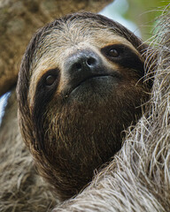 Obraz premium Close-Up Portrait of a Smiling Three-Toed Sloth in Panama