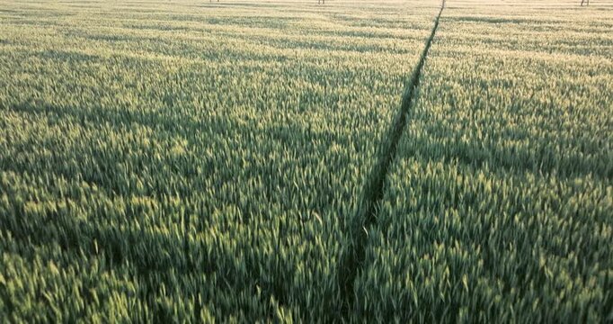 Aerial perspective captures lush green wheat field rows