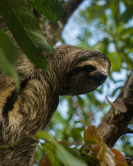Obraz premium Three-Toed Sloth Hanging from a Tree Branch in the Panama Jungle Canopy