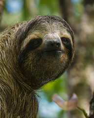 Obraz premium Close-Up Portrait of a Three-Toed Sloth in the Panama Rainforest Canopy