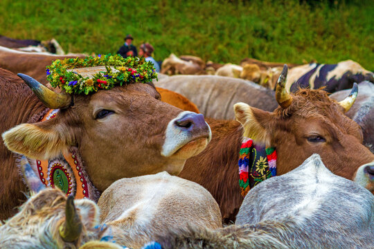 Viehscheid - Allg&auml;u - Kuh - Kranzkuh - Almabtrieb - Braunvieh - Herde