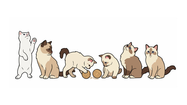 Adorable Ragdoll kittens playing with yarn balls, showcasing their playful personalities and fluffy coats