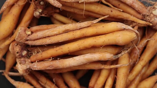 Pile of fresh raw fingerroot roots slowly rotating, traditional Thai herb.