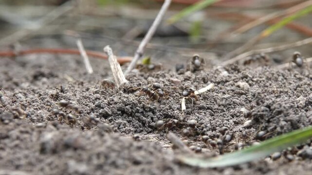 Small black insects lifting and clearing debris from ground tunnel, close up, natural lighting. Forest sanitarians improving soil structure. Hard Work and Interconnection.