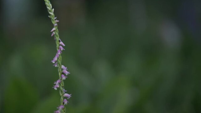 Tokyo, Japan - June 20, 2026: Spiranthes sinensis or Screw flower or Screw pine or Ladies' tresses
