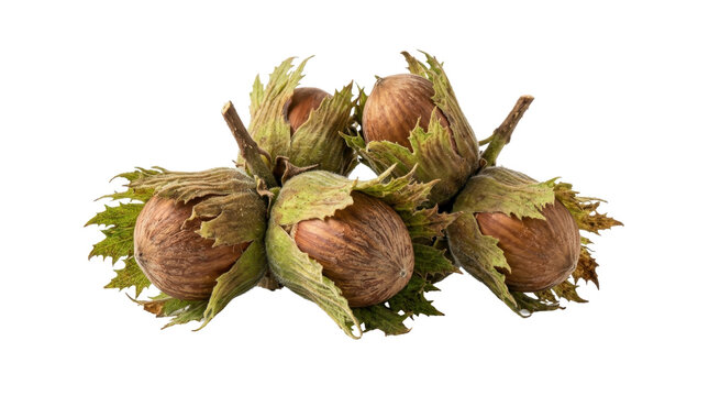 Fresh hazelnuts in green leaves on white background