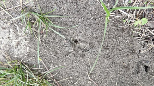 Small insects moving in patterns on dry dirt, wide shot, natural lighting. Collective coordination of black garden ants (Lasius niger). Interconnection and Growth.