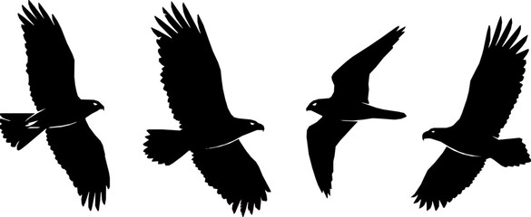 Obraz premium Hawk Eagle Falcon Orlan. Silhouettes predator birds 