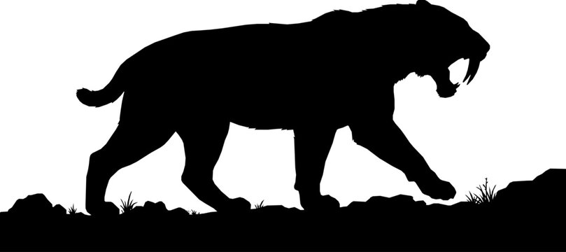 Saber toothed tiger silhouette extinct mammalian animal
