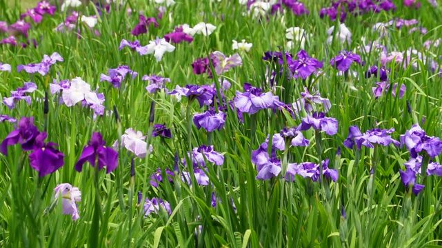 初夏の皇居東御苑、満開の花菖蒲（ハナショウブ）の群生と飛び交う蝶・トンボ（スローモーション映像）