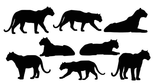 Black silhouettes of panthers in various poses are walking and lying on a plain white background in image-456.ai