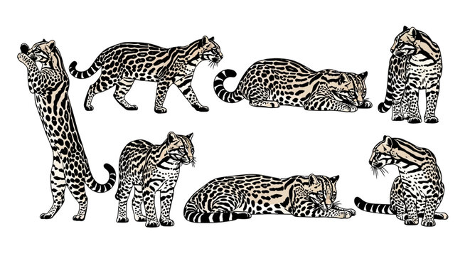 Seven serval cats in various poses on white background