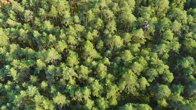 High angle, vertical drone shot flying over dense, vibrant green treetops of a pine forest. The bright sunlight creates a beautiful contrast of light and shadow, highlighting the natural beauty and en