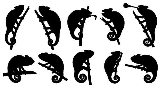 Eight chameleons sitting on branches in various poses on tree limbs in forest