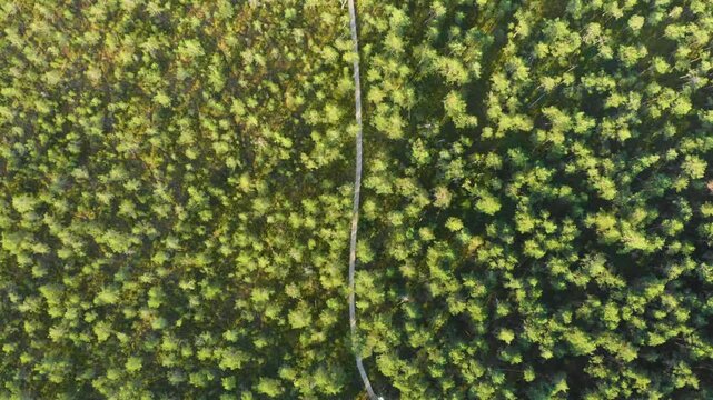 A high resolution, top down aerial view of a narrow, unpaved road or path winding its way through a lush, vibrant green forest canopy. The footage captures the natural beauty and dense foliage of the 