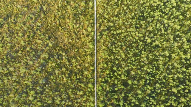 A high quality, top down aerial drone shot of a vibrant yellow rapeseed (canola) field in rural Lithuania. A thin white road or path runs vertically through the center, dividing the lush green and yel