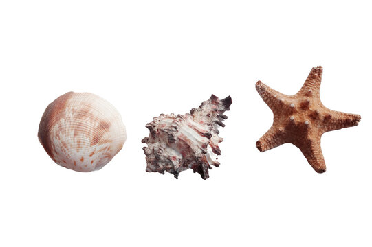Sea Shells and Starfish