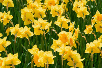 Obraz premium Bright Yellow Daffodils Blooming in Spring Garden, Vibrant Floral Background