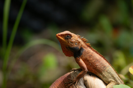 Macro portrait of an orange headed oriental garden lizard resting alertly on a weathered wood log outdoor.